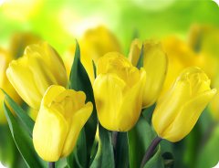 Kuchynské prestieranie - ŽLTÉ TULIPÁNY